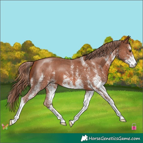 Horse Color:White Spotted Chestnut 