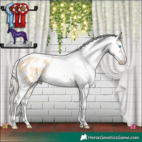 Horse Color:Palomino Pearl Tobiano Appaloosa 