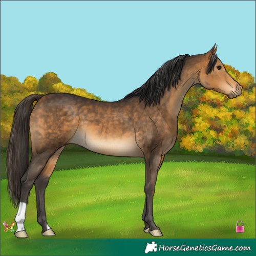 Horse Color:Buckskin 