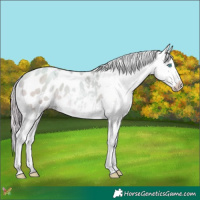 Horse Color:Watercolor Sable Cream Champagne Pearl Appaloosa 