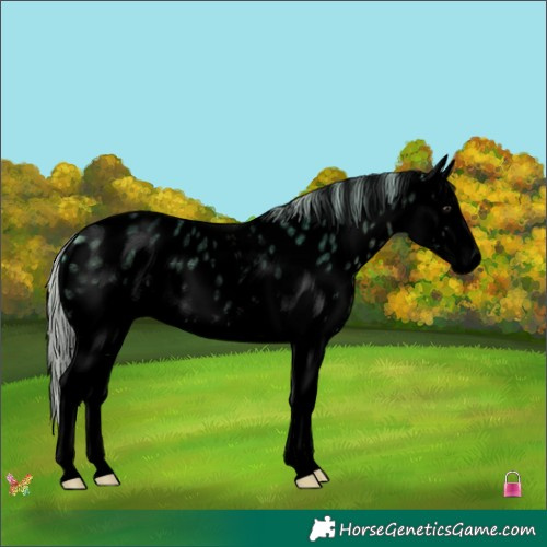 Horse Color:Void Watercolor White Spotted Silver Bay Roan Appaloosa 