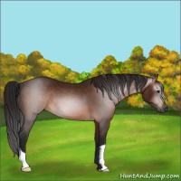 Horse Color:Gray Bay 