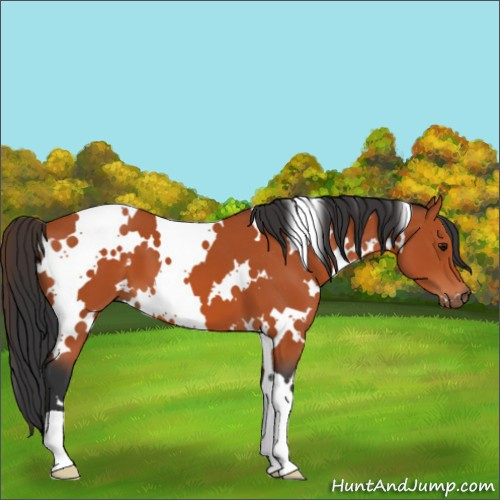 Horse Color:White Spotted Bay