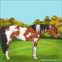 Horse Color:White Spotted Bay 