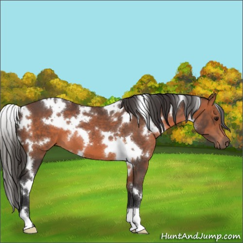 Horse Color:White Spotted Bay 