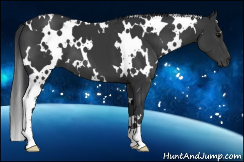 Horse Color:White Spotted Black