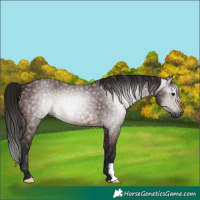 Horse Color:Gray Bay Rabicano 