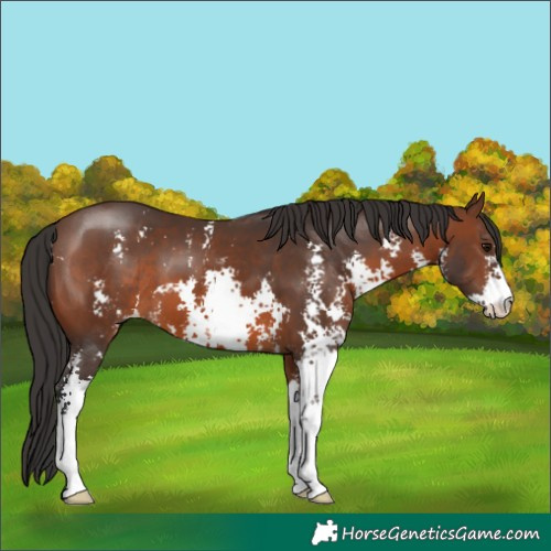 Horse Color:Brown Sabino