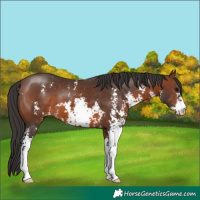 Horse Color:Brown Sabino 
