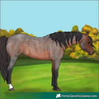 Horse Color:Brown Roan 