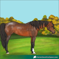 Horse Color:Brown 