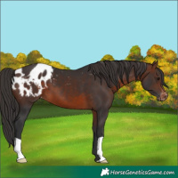 Horse Color:Brown Appaloosa 