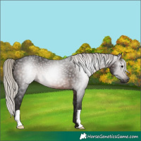 Horse Color:Gray Silver Brown 