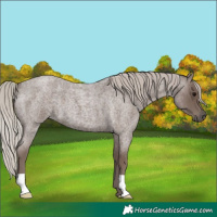 Horse Color:Silver Blue Roan 