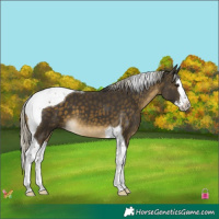 Horse Color:Silver Buckskin Splash Tobiano 