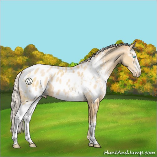 Horse Color:White Spotted Silver Buckskin Pearl Appaloosa 