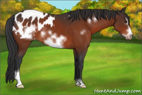 Horse Color:Brown Sabino Frame Appaloosa Rabicano 