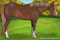 Horse Color:Liver Chestnut Sabino 