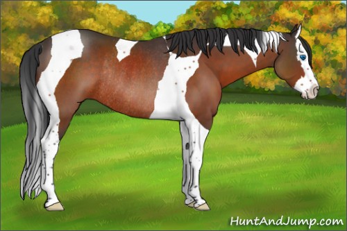 Horse Color:Brown Splash Tobiano Rabicano 