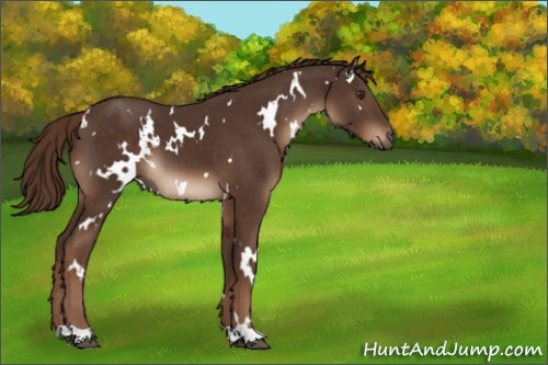 Horse Color:White Spotted Liver Chestnut 