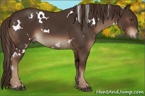 Horse Color:White Spotted Liver Chestnut 