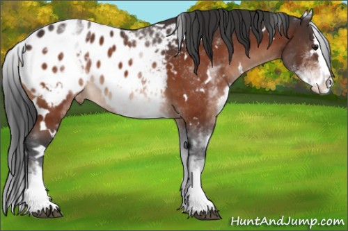 Horse Color:White Spotted Brown Splash Appaloosa 