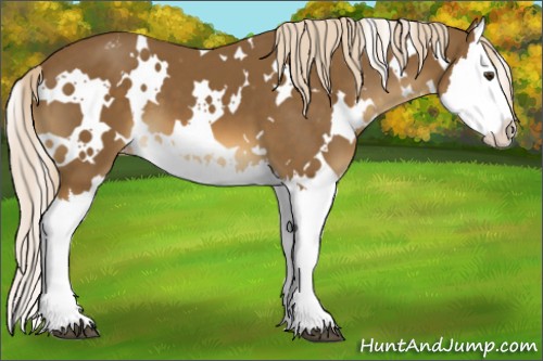 Horse Color:White Spotted Chocolate Palomino Splash Appaloosa 
