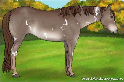 Horse Color:White Spotted Liver Chestnut 