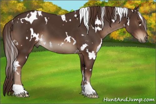 Horse Color:White Spotted Liver Chestnut 