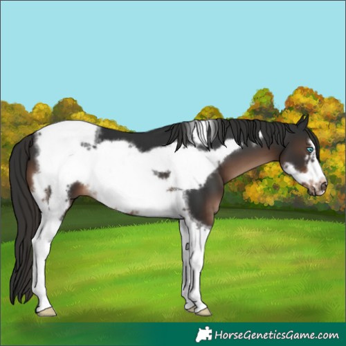 Horse Color:Liver Chestnut Tobiano Frame 