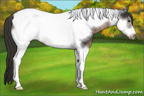 Horse Color:Liver Chestnut Tobiano Frame 