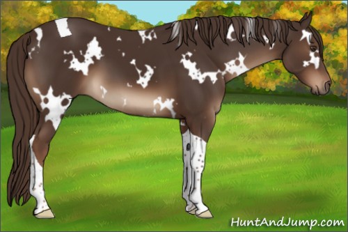 Horse Color:White Spotted Liver Chestnut Tobiano 