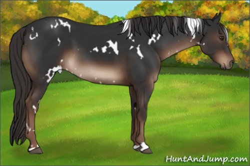 Horse Color:White Spotted Liver Chestnut 