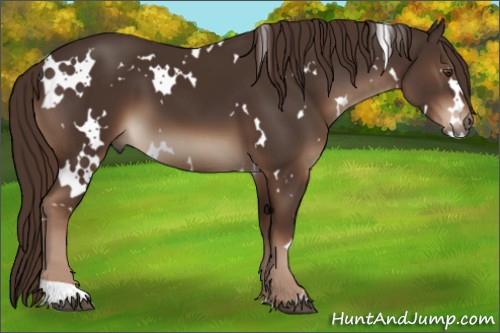 Horse Color:White Spotted Liver Chestnut 