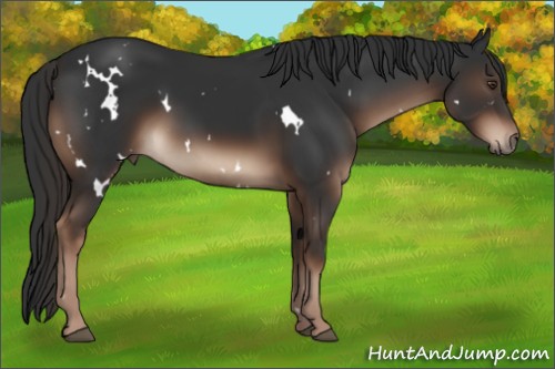 Horse Color:White Spotted Liver Chestnut 