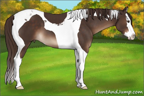 Horse Color:Liver Chestnut Sabino Splash Tobiano 
