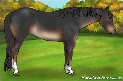 Horse Color:Liver Chestnut Tobiano 