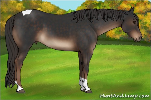 Horse Color:Liver Chestnut Tobiano 