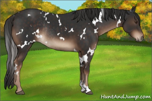 Horse Color:White Spotted Liver Chestnut Rabicano 