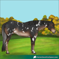 Horse Color:White Spotted Liver Chestnut Rabicano