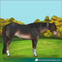 Horse Color:Liver Chestnut Tobiano Rabicano 