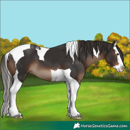 Horse Color:Liver Chestnut Splash Tobiano