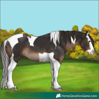 Horse Color:Liver Chestnut Splash Tobiano 