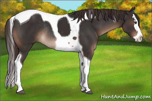 Horse Color:Liver Chestnut Splash Tobiano Rabicano 
