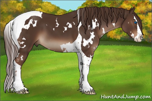 Horse Color:White Spotted Liver Chestnut Splash Tobiano 