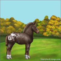 Horse Color:Liver Chestnut Blanket