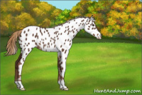 Horse Color:Liver Chestnut Near Leopard Rabicano