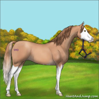 Horse Color:Gold Champagne Splash 