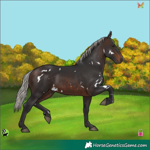 Horse Color:White Spotted Silver Brown Rabicano 