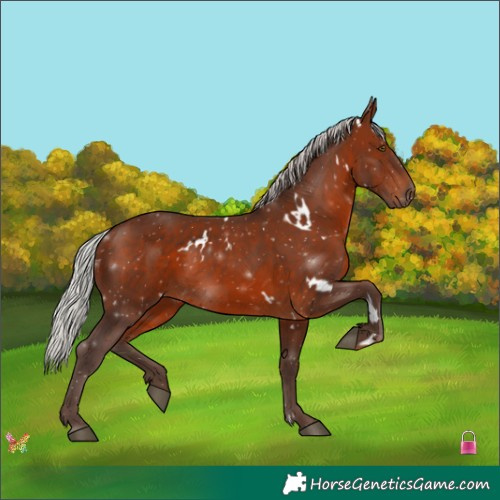 Horse Color:White Spotted Silver Brown Rabicano 